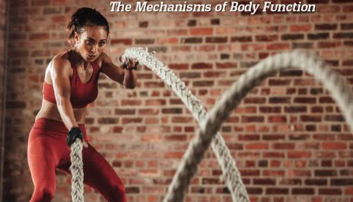 Human Physiology The Mechanisms of Body Function
